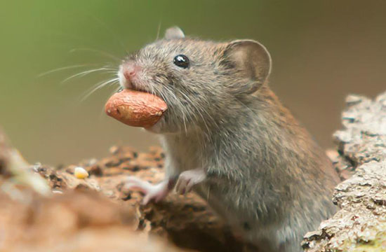 属鼠人戴什么招财转运2024